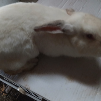 Coniglio maschio 7 mesi