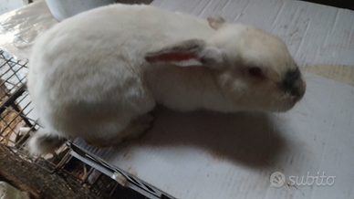 Coniglio maschio 7 mesi