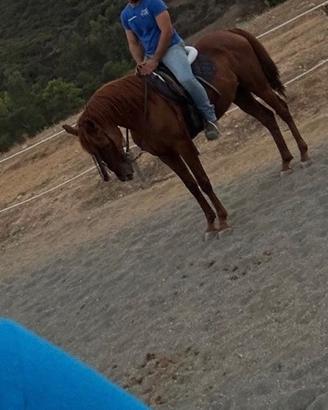 Cavallo