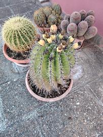 Piante grasse 
