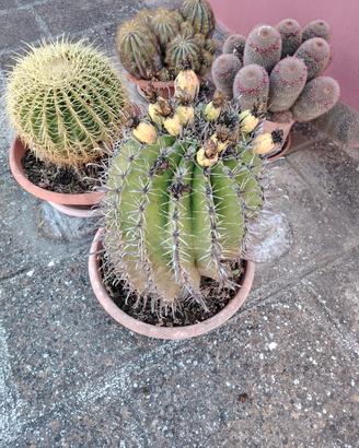 Piante grasse 