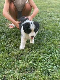 Border collie con pedigree