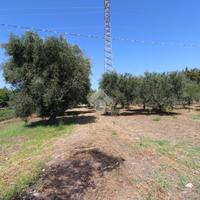 TER. AGRICOLO A LUCERA