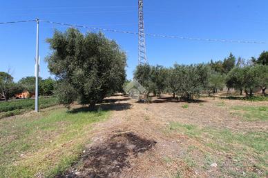 TER. AGRICOLO A LUCERA