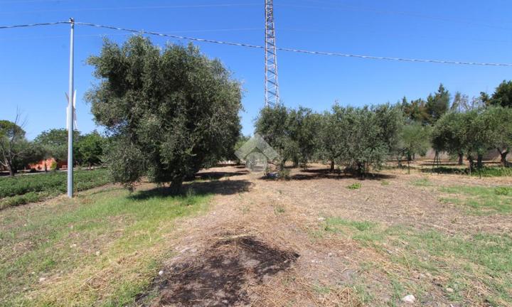 TER. AGRICOLO A LUCERA