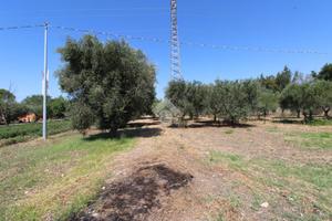 TER. AGRICOLO A LUCERA