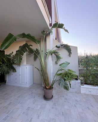Pianta Strelizia Nicolai Gigante di 3 metri