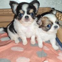 Chihuahua mignon Pelo lungo