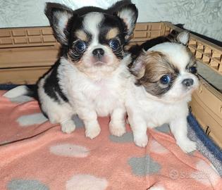 Chihuahua mignon Pelo lungo