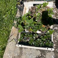 Piante di lamponi e di fragole