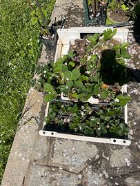 Piante di lamponi e di fragole