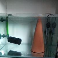 vasca dz riproduzione scalari discus