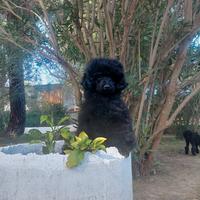 TOY 28 cm/PEDIGREE Enci/4 mesi 3 settimane/Maschio