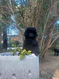 TOY 28 cm/PEDIGREE Enci/4 mesi 3 settimane/Maschio