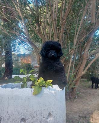 TOY 28 cm/PEDIGREE Enci/4 mesi 3 settimane/Maschio