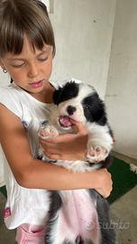 Border collie con pedigree