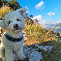 Cane Bolognese per accoppiamento