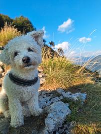 Cane Bolognese per accoppiamento