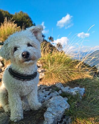Cane Bolognese per accoppiamento