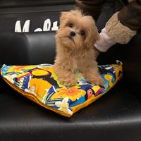 Maltese mini coreano