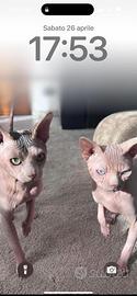 Sphynx