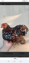 Galline