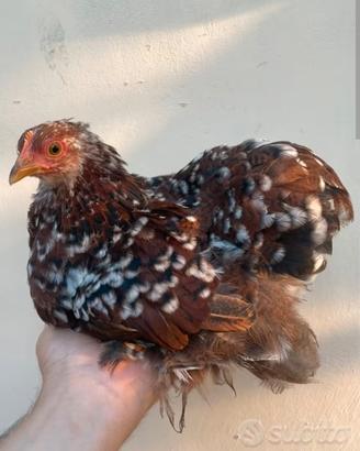 Galline