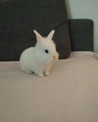 Coniglietti testa di leone angora