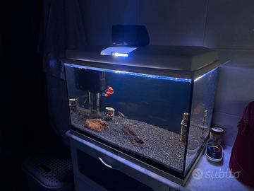 Acquario 60 litri