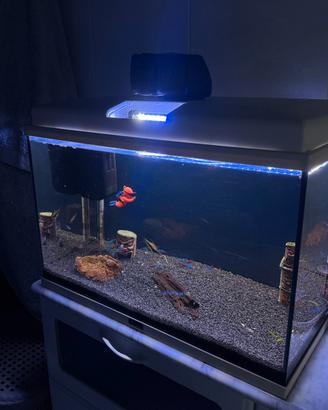 Acquario 60 litri