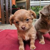 Maltipoo