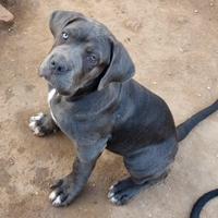 Cucciola femmina di cane corso grigia