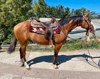 American paint horse intero