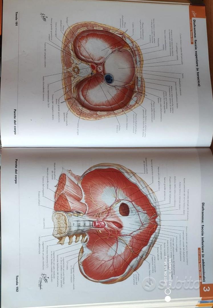 Faringe tavola Netter Atlante Anatomia - Deambulatore Subito