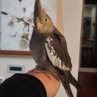 Pappagallo calopsite