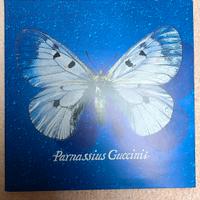 Guccini.   Parnassius Guccinii 1993