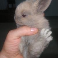 Animali