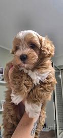 Cucciolo maltipoo