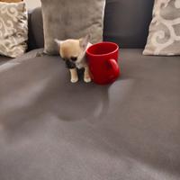 Cuccioli di Chihuahua