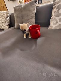 Cuccioli di Chihuahua