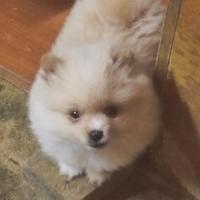 Spitz di pomerania nano