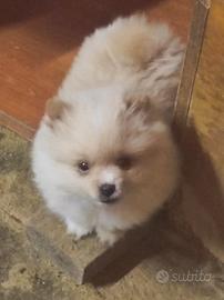 Spitz di pomerania nano