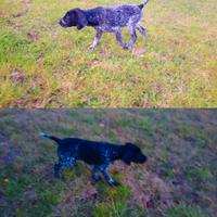 Kurzhaar cuccioli maschi di alta genealogia