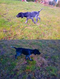 Kurzhaar cuccioli maschi di alta genealogia