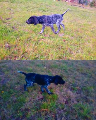 Kurzhaar cuccioli maschi di alta genealogia