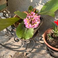 Bergenia crassifolia