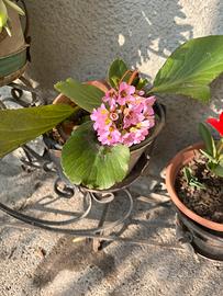 Bergenia crassifolia