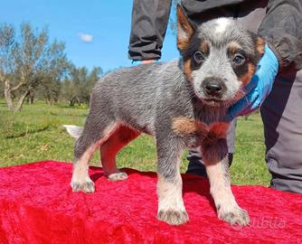 Cuccioli di Australian Cattledog