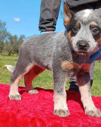Cuccioli di Australian Cattledog