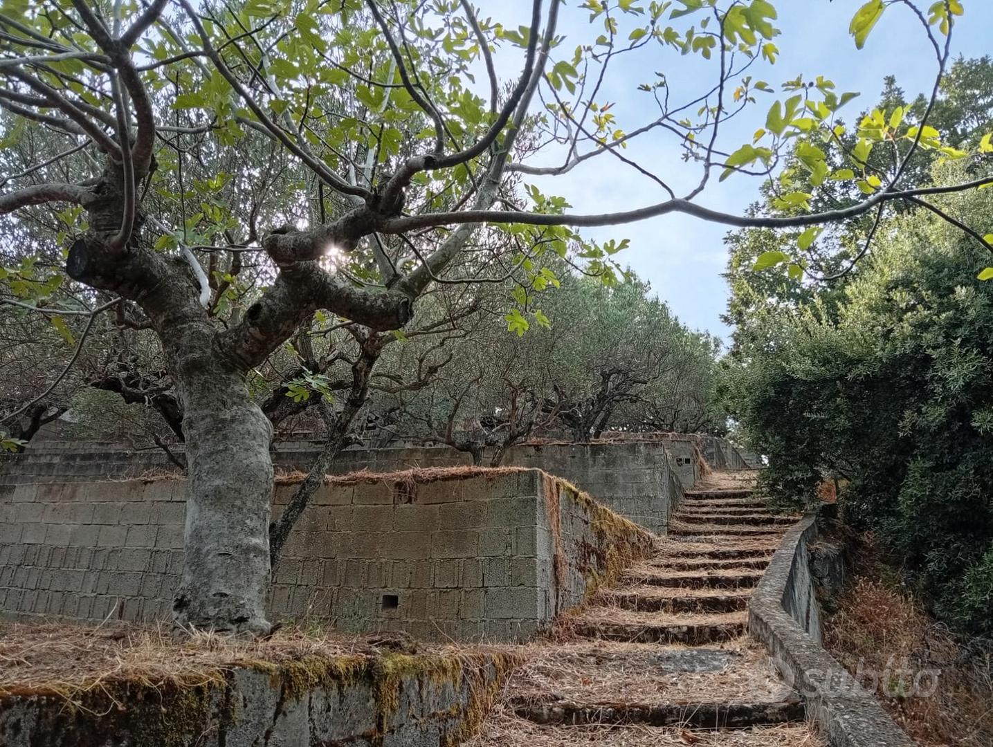 Terreno con ulivi e costruzione in muratura - Altro